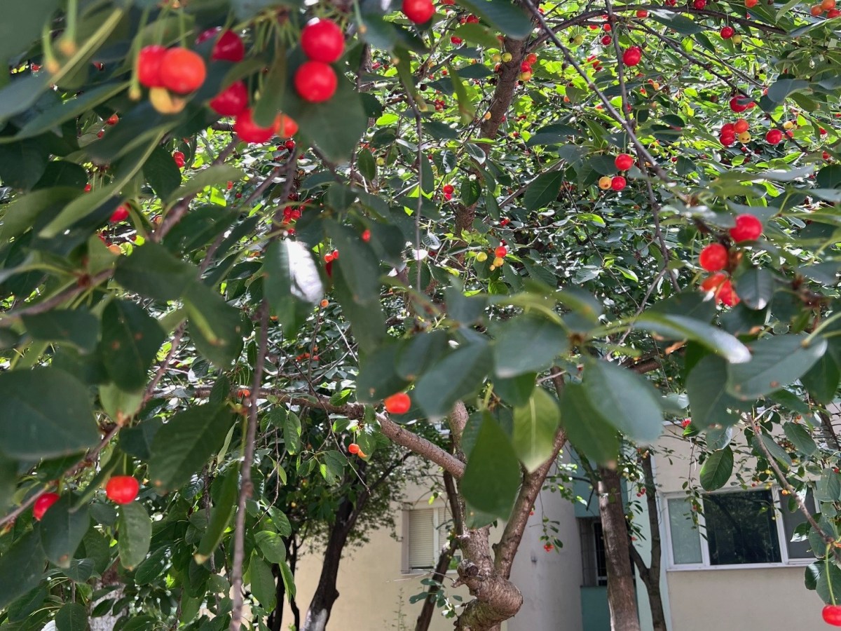 チェリーの季節だい