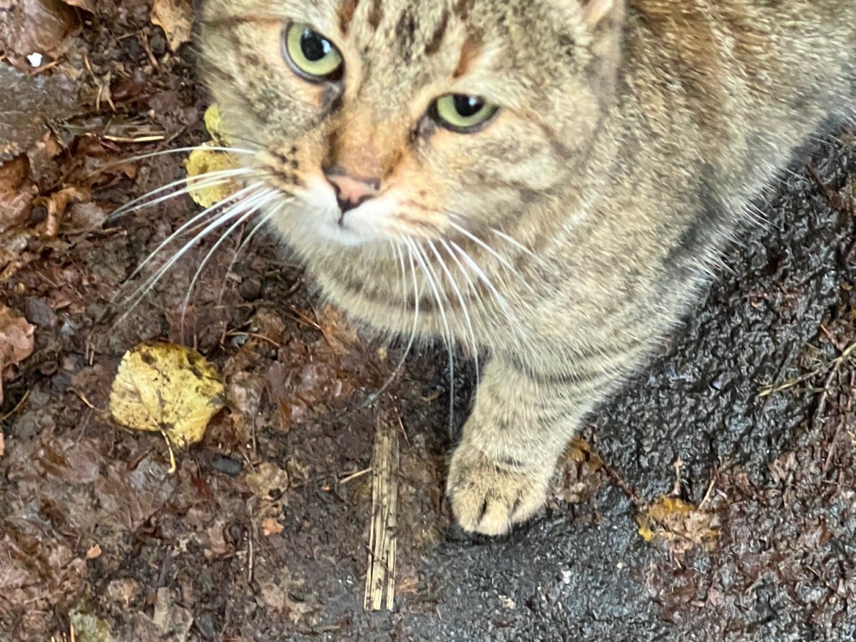 野良友の小春ちゃん