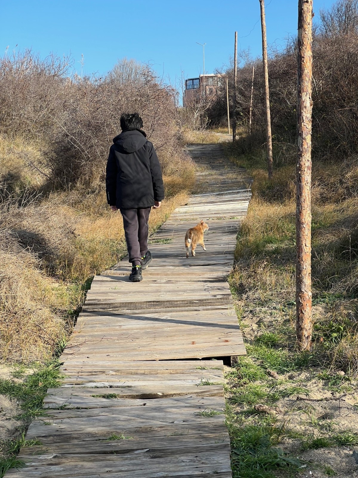 ヌイちゃんと散歩